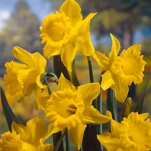 Daffodil King Alfred Flowering Bulbs - Large 2kg Pack