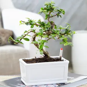 Bonsai Chinese Elm S-Shape: Ancient Art, Modern Elegance (20-30cm, 15cm Pot)