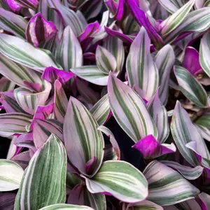 Tradescantia Nanouk - Fantasy Venice in 5.5cm Pot - Colourful & Low Maintenance