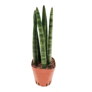 House Plant - Snake Plant - Cylindrica - 12 cm Pot size - 30-40 cm Tall - Sansevieria Trifasciata - Indoor Plant