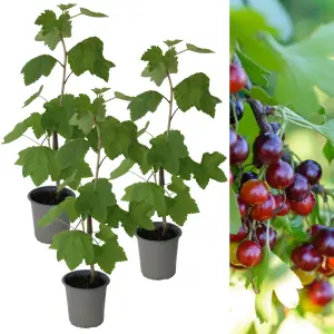 3 x Jostaberry Bushes (Ribes x nidigrolaria) in 9cm Pots - 35-45cm in Height - Gooseberry/Blackcurrant Hybrid