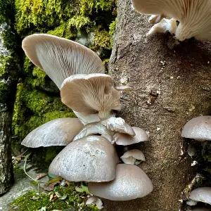 Blue-Grey Oyster Mushroom Log Growing Kit