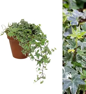 Hedera Helix White Ivy Plant in 15cm Terracotta Pot with Moss - English Ivy Evergreen Outdoor Indoor Christmas Gardening Gift