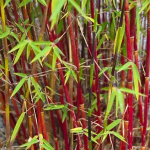 Fargesia Asian Wonder (40-50cm Height Including Pot) - Clumping Bamboo, Exotic Appearance, Partial Shade