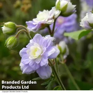 Geranium Summer Skies 3 Bare Root Plants