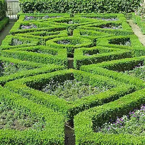 Buxus Sempervirens Hedging in 9cm Pots (Pack of 25)