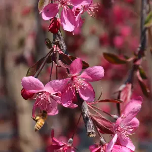 Malus Royal Beauty Tree - Ornamental Tree, Deep Pink and Purple Flowers, Low Maintenance (5-6ft)