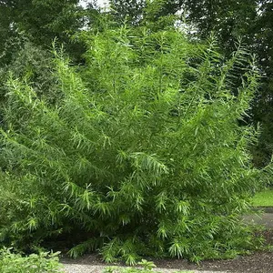 25 Common Osier Willow 3-4ft,For Basket Making, Salix Viminalis Hedging Plants 3FATPIGS