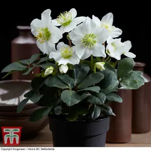 Helleborus Christmas Carol 12cm Potted  Plant x 1