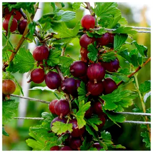 1 Red Gooseberry Plant/Uva Crispa 'Hinnonmakii Red' 3-5 Branches,Ready to Fruit 3FATPIGS