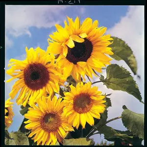 Sunflower Helianthus annuus Russian Giant 1 Seed Packet