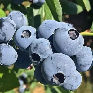 1 x Blueberry Bluecrop Plant - Vaccinium in 9cm Pot - Ready to Plant