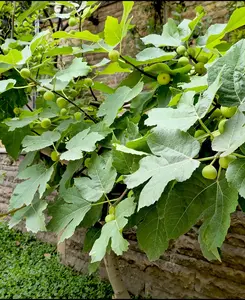 Ficus Brown Turkey - Common Fig supplied in a 9cm pot