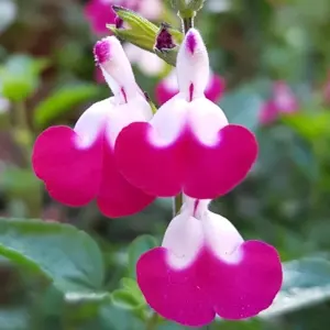 Salvia Cherry Lips Garden Plant - Red and White Blooms, Compact Growth, Medium Size (20-30cm Height Including Pot)