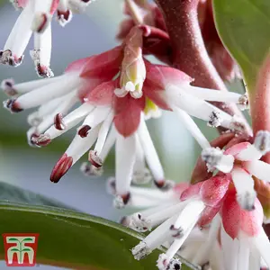 Sarcococca Winter Gem 3 Litre Potted Plant x 2