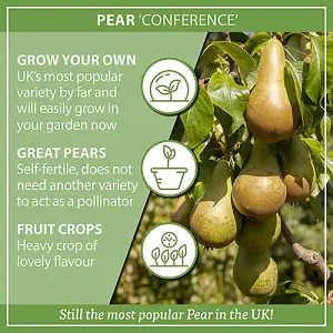 Conference Pear Patio Fruit Tree in a 5L Pot 90-110cm Tall