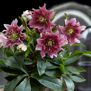 Helleborus orientalis Hello Amber 14cm Potted Plant x 2