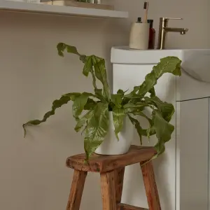 Verve Crocodile fern in Terracotta Plastic Grow pot 12cm