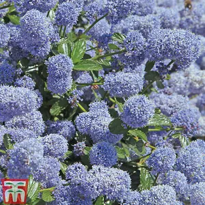 Ceanothus thrysifolius Repens 9cm Potted Plant x 1