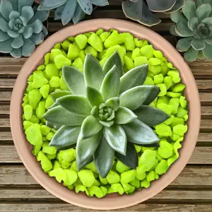 5kg Fluroescent Yellow Coloured Plant Pot Garden Gravel - Premium Garden Stones for Decoration