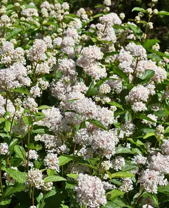 Ceanothus Millerton Point - Unusual White Evergreen Californian Lilac In A 9cm Pot