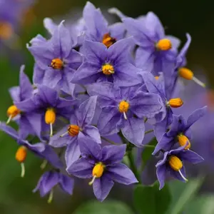 Solanum Glasnevin (Chilean Potato Tree) in 9cm Pot -  Semi Evergreen Plant