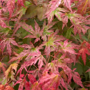 Acer Phoenix - Vibrant Red Foliage, Outdoor Plant, Ideal for Gardens, Compact Size (80-100cm Height Including Pot)