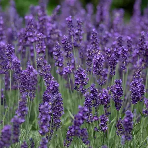 YouGarden Lavender 'Hidcote' Hedging Plants, Set of 25 Established Plants in 9cm Pots, Ready to Plant Established Lavender, Bee an