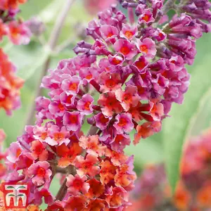 Buddleja Flower Power 2 Litre Potted Plantx 1