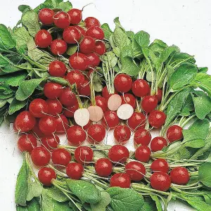 Radish Cherry Belle 1 Seed Packet