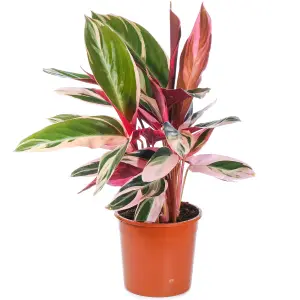 Calathea Triostar - Exotic Foliage, Indoor Houseplant (14cm, 40-50cm)