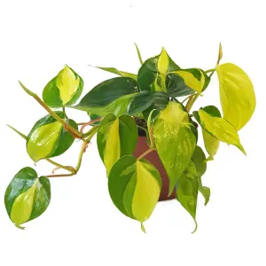 House Plant - Philo - Brasil - 12 cm Pot size - 10-20 cm Tall - Philodendron Scandens - Indoor Plant