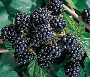 Direct Plants BlackBerry Chester Thornless Fruit Plant 1-2ft Supplied in a 2/3 Litre Pot