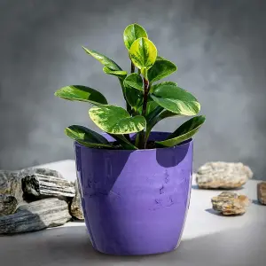 Flower Pots 6 Colours 4 sizes Marble Plastic Plant Pots Planter Deco Round Deco  Purple 14cm