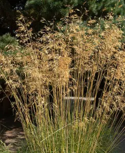 Bold and Beautiful Grasses Collection - set of 3 grasses supplied in 9cm pots