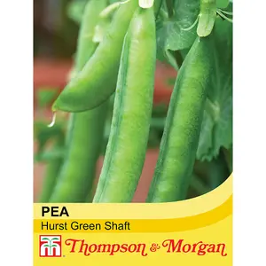 Pea Hurst Green Shaft 1 Seed Packet  (250 Seeds)