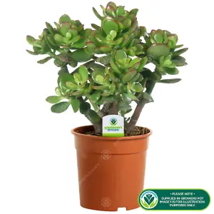 Crassula Ovata 'Jade Plant' - Lush Green Foliage, Ideal for Office & Home, Low Maintenance (10-20cm)