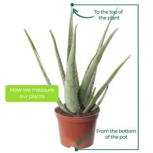 Aloe Vera - Low-Maintenance Indoor Succulent Plant for Home Décor (60-70cm Height Including Pot)