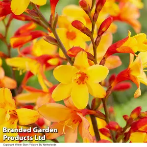 Crocosmia Harlequin 9cm Pot x 1