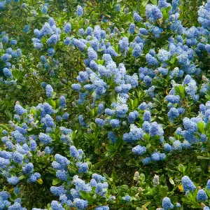 Ceanothus Victoria - Outdoor Flowering Shrub, Ideal for UK Gardens, Compact Size (15-30cm Height Including Pot)