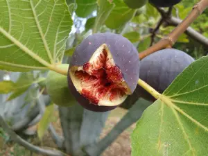 Direct Plants Ficus Fig Rouge de Bordeaux Fruit Tree Plant 30-50cm Supplied in a 2/3 Litre Pot