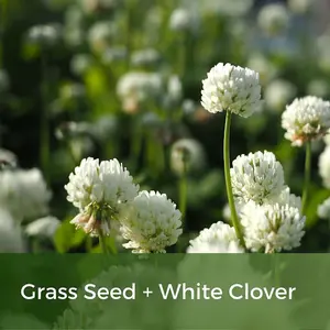 Clover Lawn Seed - Grass Seed & White Clover - 10kg