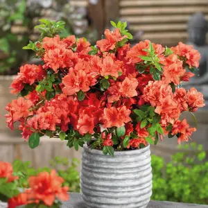 2 x Azalea Orange Beauty - Rare Evergreen Japanese Azaleas in 9cm Pots