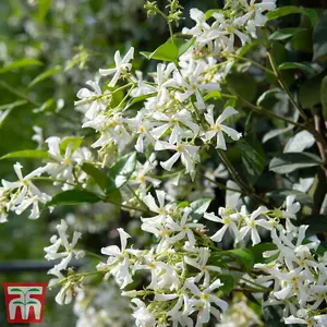 Trachelospermum Jasminoides (Jasmine Tuscani) 9cm Potted Plant x 3