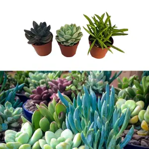 3 Mixed Succulent Plants in 5.5cm Pots - House Indoor Plant