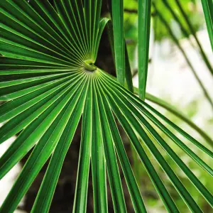 Fan Palm Tree - Trachycarpus fortunei 10 Litre Potted Plant x 1