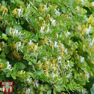 Lonicera (Honeysuckle) japonica Halliana 3 Litre Potted  Plant x 1