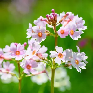 Myriad Primula Collection - Set Of 15 Young Plants 3 Of Each Variety