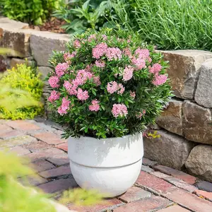 Bloombux Magenta Outdoor Shrub Plant Rhododendron 2L Pot