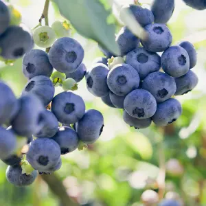 Vaccinium Top Hat - Blueberry, compact easy to grow variety 1 x 9cm pot